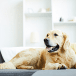 Golden-retriever-dog-laying-down